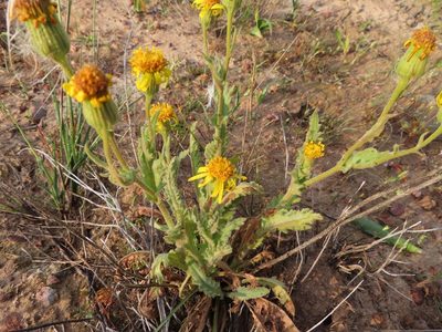 Senecio erosus, photographed by linkie