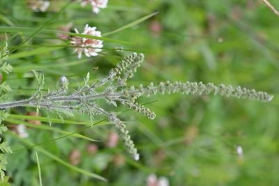Ambrosia peruviana, photographed by Neptalí Ramírez Marcial