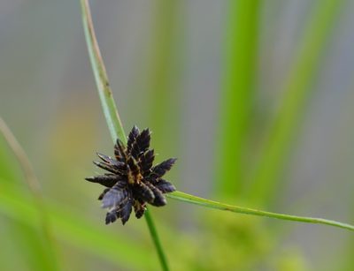 Cyperus melanostachyus, photographed by Neptalí Ramírez Marcial