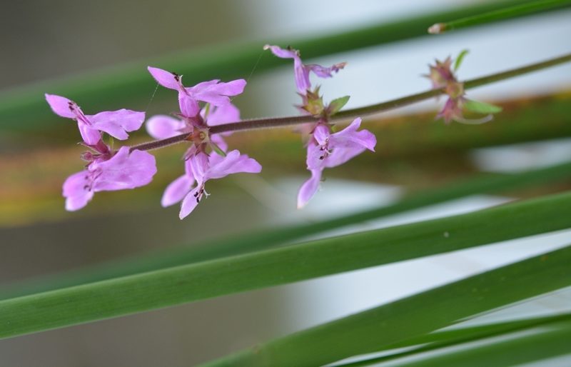 Stachys harleyana, photographed by Neptalí Ramírez Marcial