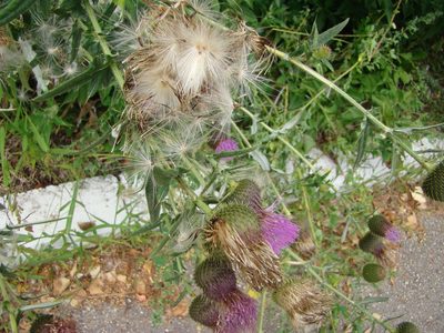 Cirsium serrulatum, photographed by Älven