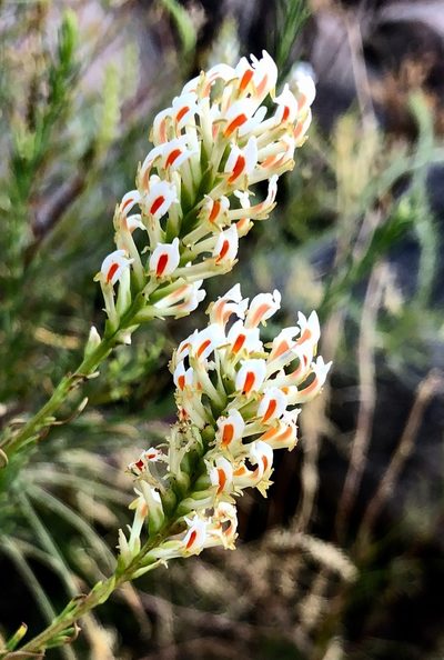 Hebenstretia angolensis, photographed by desertnaturalist