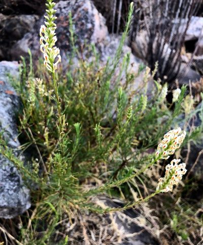 Hebenstretia angolensis, photographed by desertnaturalist
