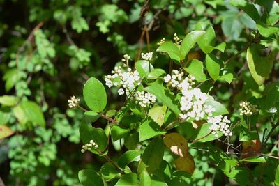 Viburnum lautum, photographed by Neptalí Ramírez Marcial