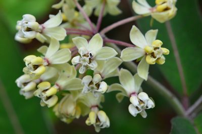 Asclepias similis, photographed by Neptalí Ramírez Marcial