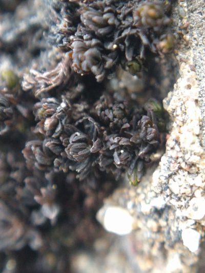 Orthotrichum shevockii, photographed by Ken-ichi Ueda