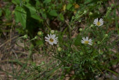 Symphyotrichum trilineatum, photographed by Neptalí Ramírez Marcial