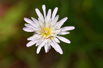 Pinaropappus spathulatus, photographed by Neptalí Ramírez Marcial