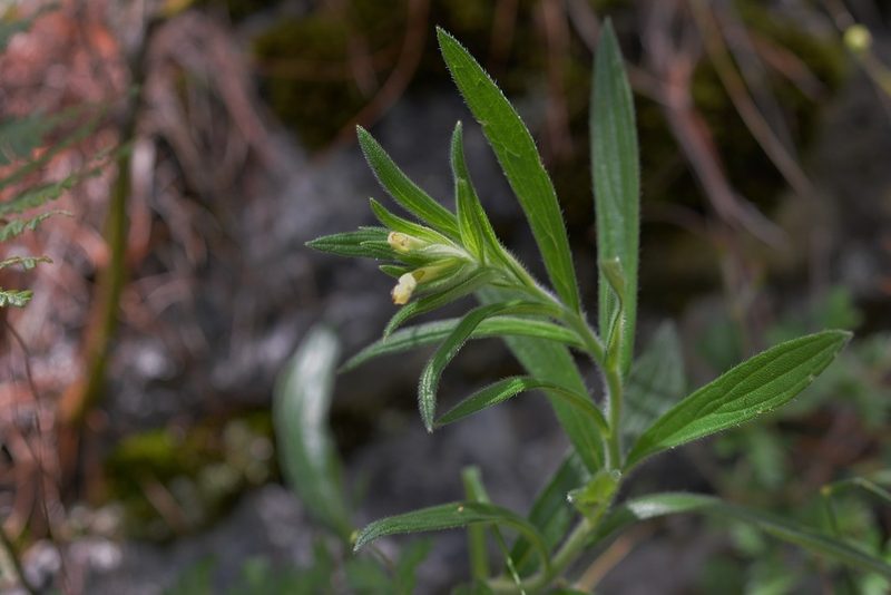 Lithospermum guatemalense, photographed by Neptalí Ramírez Marcial