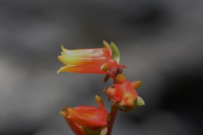 Echeveria bella, photographed by Neptalí Ramírez Marcial
