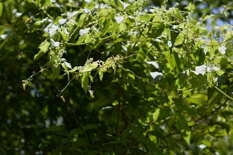 Cyclanthera integrifoliola, photographed by Neptalí Ramírez Marcial