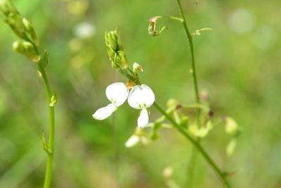 Desmodium macrostachyum, photographed by Neptalí Ramírez Marcial