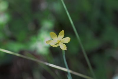 Sisyrinchium angustissimum, photographed by Neptalí Ramírez Marcial