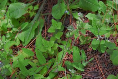 Lepechinia schiedeana, photographed by Neptalí Ramírez Marcial