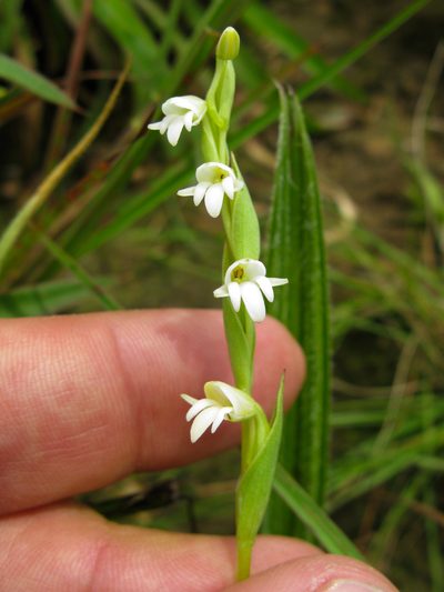 Habenaria heyneana, photographed by Ken-ichi Ueda