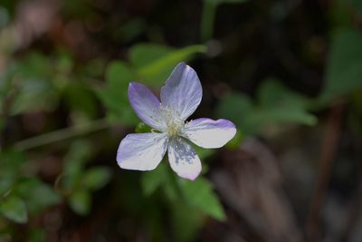 Knowltonia mexicana, photographed by Neptalí Ramírez Marcial