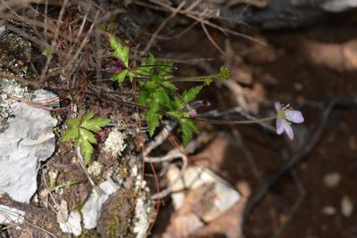 Knowltonia mexicana, photographed by Neptalí Ramírez Marcial