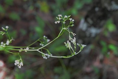 Valeriana sorbifolia, photographed by Neptalí Ramírez Marcial