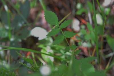 Valeriana sorbifolia, photographed by Neptalí Ramírez Marcial