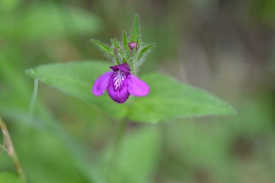 Justicia clinopodium, photographed by Neptalí Ramírez Marcial