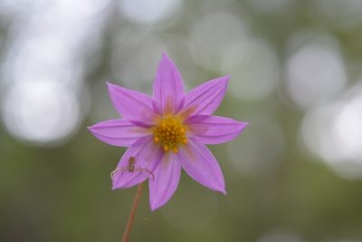Dahlia australis, photographed by Neptalí Ramírez Marcial