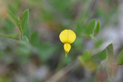 Crotalaria bupleurifolia, photographed by Neptalí Ramírez Marcial