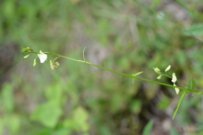Desmodium macrostachyum, photographed by Neptalí Ramírez Marcial