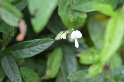 Desmodium macrostachyum, photographed by Neptalí Ramírez Marcial