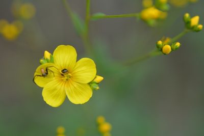 Linum mexicanum, photographed by Neptalí Ramírez Marcial