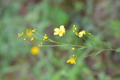 Linum mexicanum, photographed by Neptalí Ramírez Marcial