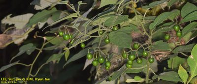 Solanum lyratum, photographed by Kim, Hyun-tae