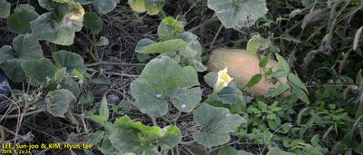 Cucurbita moschata, photographed by Kim, Hyun-tae