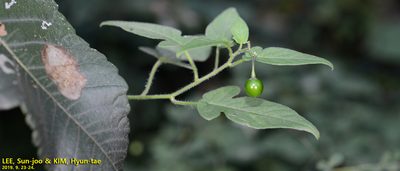 Solanum lyratum, photographed by Kim, Hyun-tae