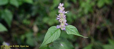 Agastache rugosa