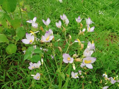 Exacum tetragonum, photographed by Manoj Karingamadathil