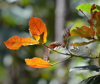 Quercus segoviensis, photographed by Neptalí Ramírez Marcial