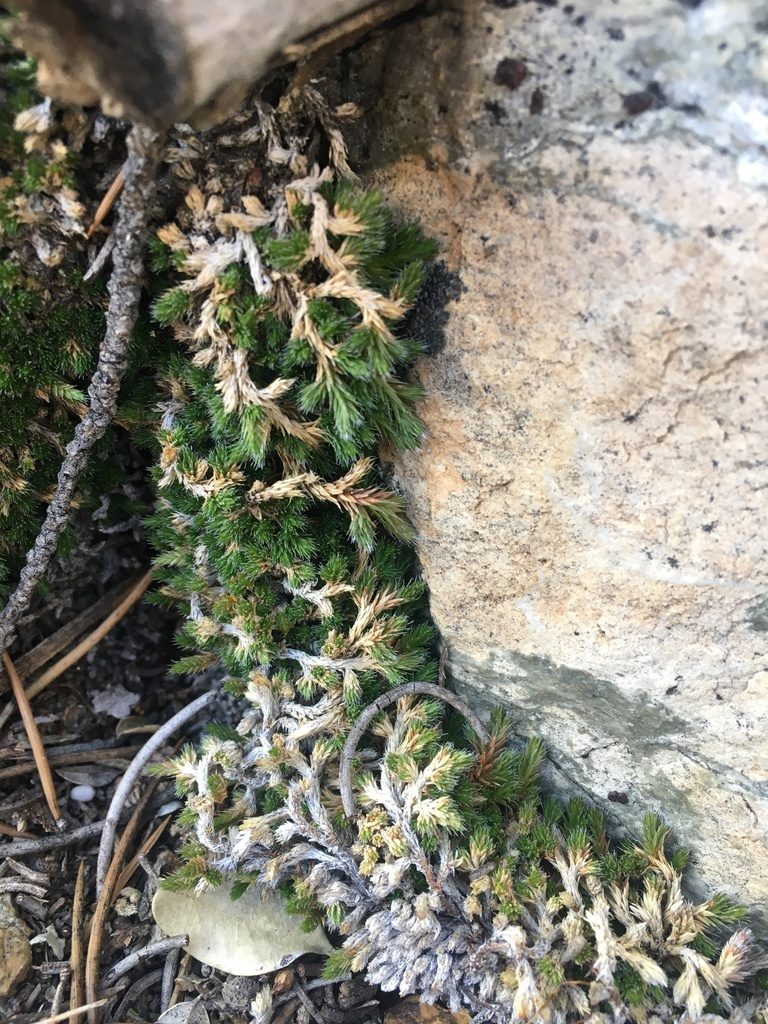 Selaginella asprella, photographed by Matt Berger