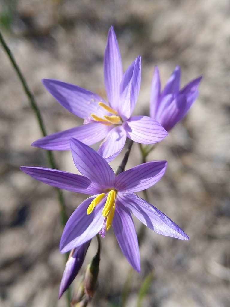 Geissorhiza purpurascens, photographed by Jacques van der Merwe