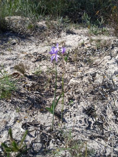 Geissorhiza purpurascens, photographed by Jacques van der Merwe