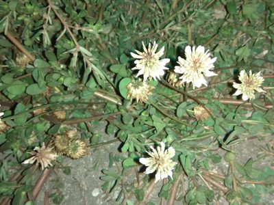 Trifolium ambiguum, photographed by Maxim Shashkov