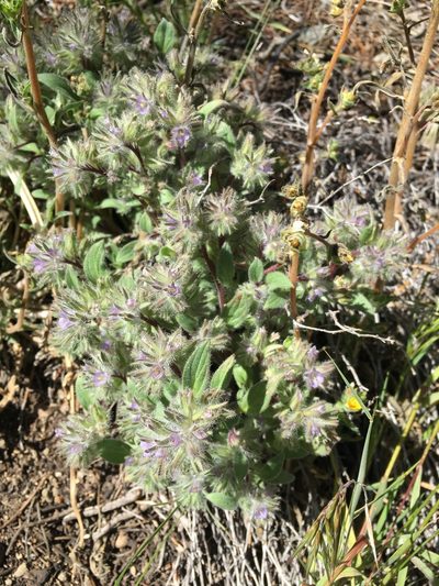 Phacelia novenmillensis, photographed by Matt Berger