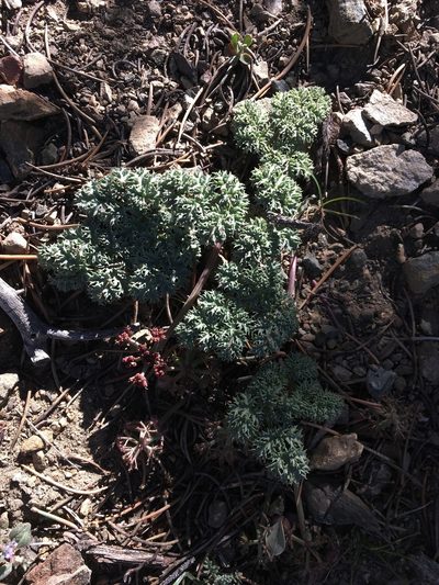 Lomatium shevockii, photographed by Matt Berger