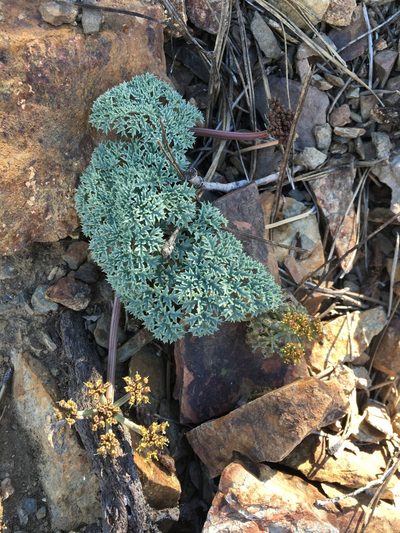 Lomatium shevockii, photographed by Matt Berger