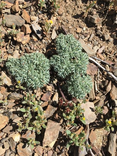Lomatium shevockii, photographed by Matt Berger