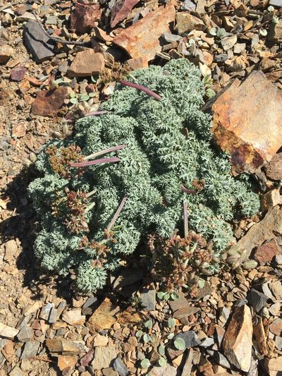 Lomatium shevockii, photographed by Matt Berger