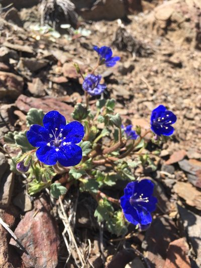 Phacelia nashiana, photographed by Matt Berger