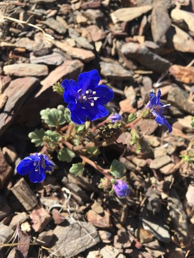 Phacelia nashiana, photographed by Matt Berger