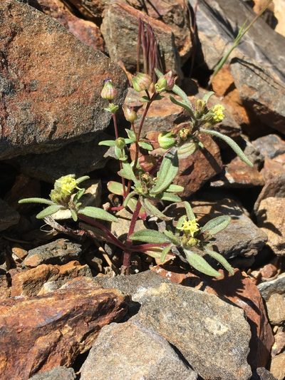 Collinsia callosa, photographed by Matt Berger