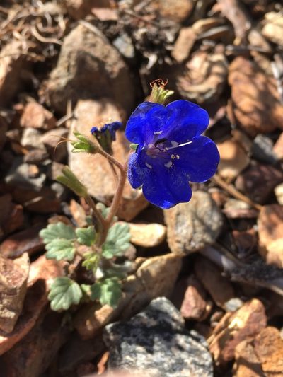 Phacelia nashiana, photographed by Matt Berger