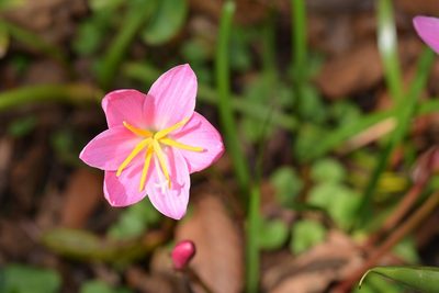 Zephyranthes brevipes, photographed by Neptalí Ramírez Marcial